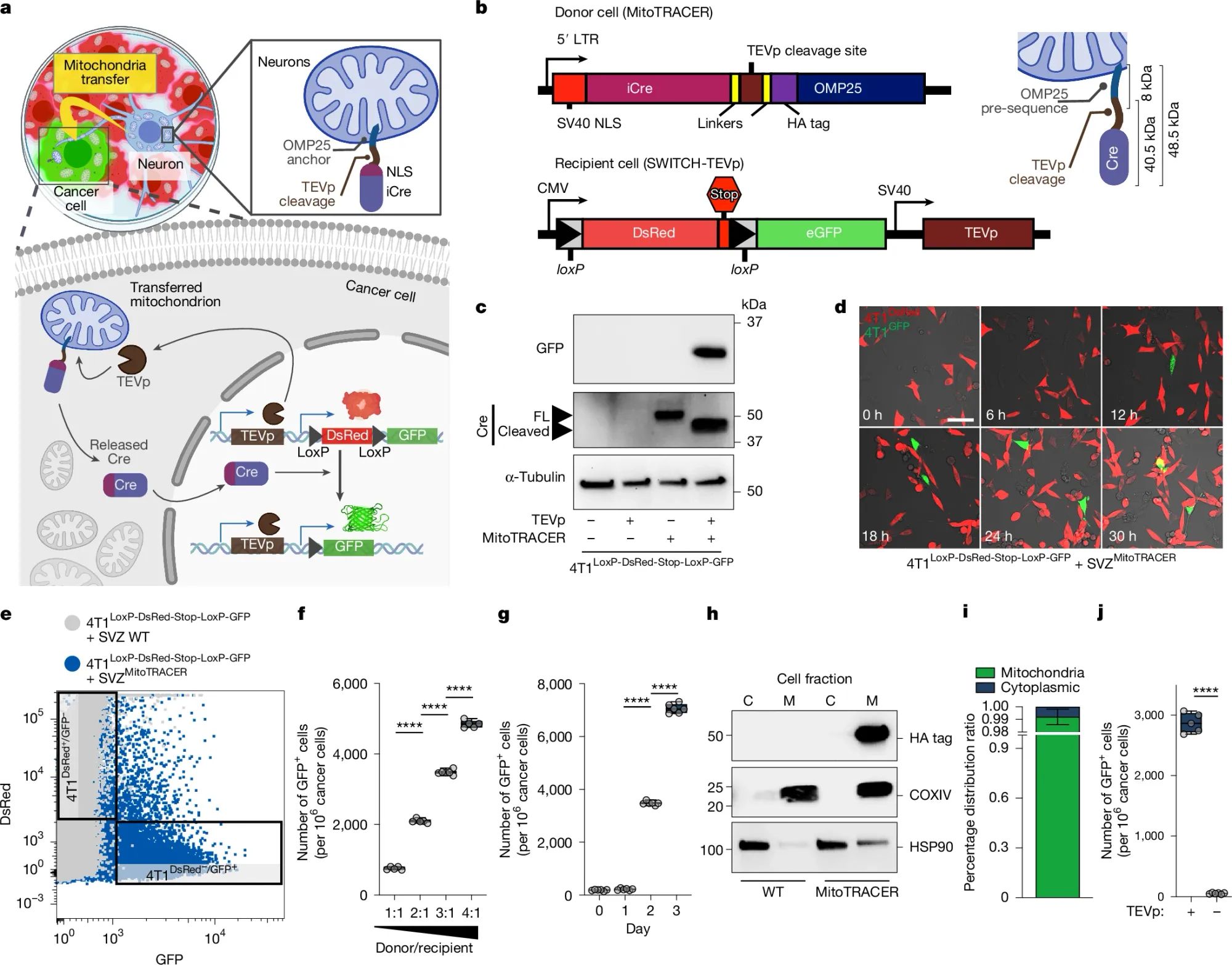 Nerve cells transfer their mitochondria to cancer cells