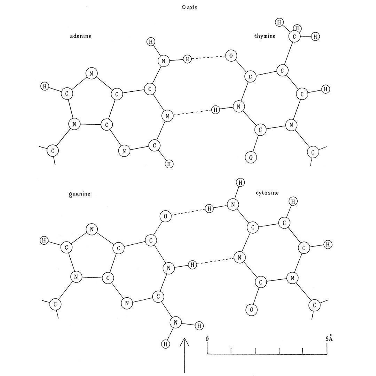 What did Watson and Crick actually discover?