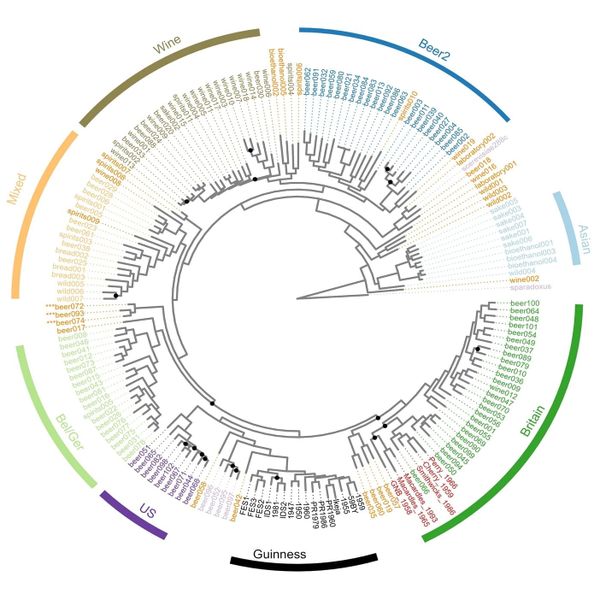The yeast used to brew Guinness is unlike any other found in Ireland or the UK