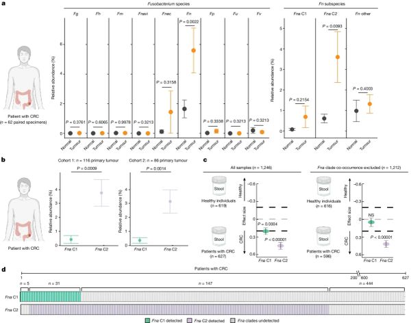 Colorectal cancer has found a new best friend. Spoiler: It’s a bacteria from your mouth!