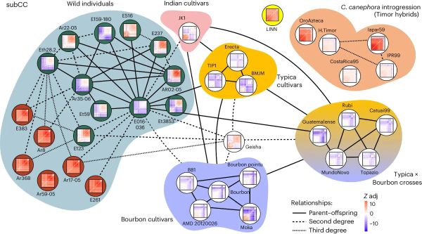 The evolutionary history of coffee is probably more complicated than you think