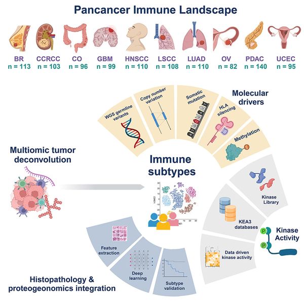 Tumor immune microenvironments and how we can exploit them to fight cancer