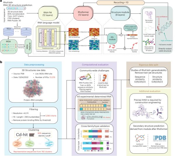 RhoFold+: A large language model for RNA structure prediction