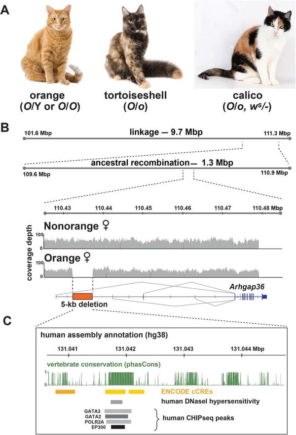 Science has figured out why Garfield is orange
