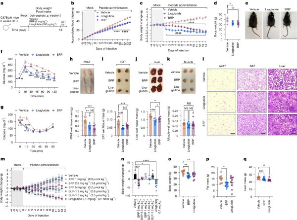 In silico identification of a side effect free weight loss peptide