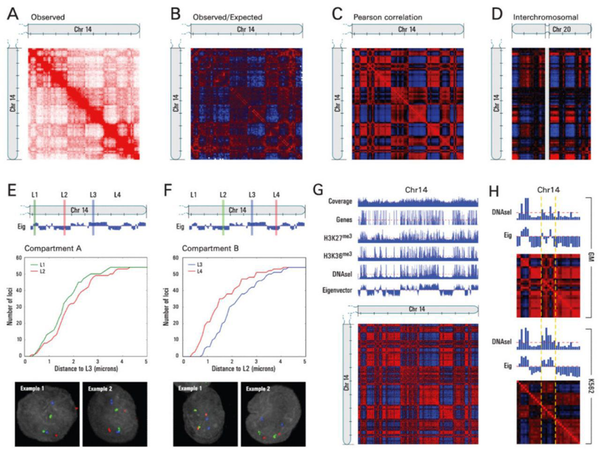 Hi-C showed us that the genome has topology