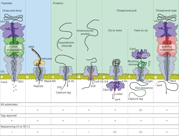 Will nanopores enable single molecule protein sequencers?
