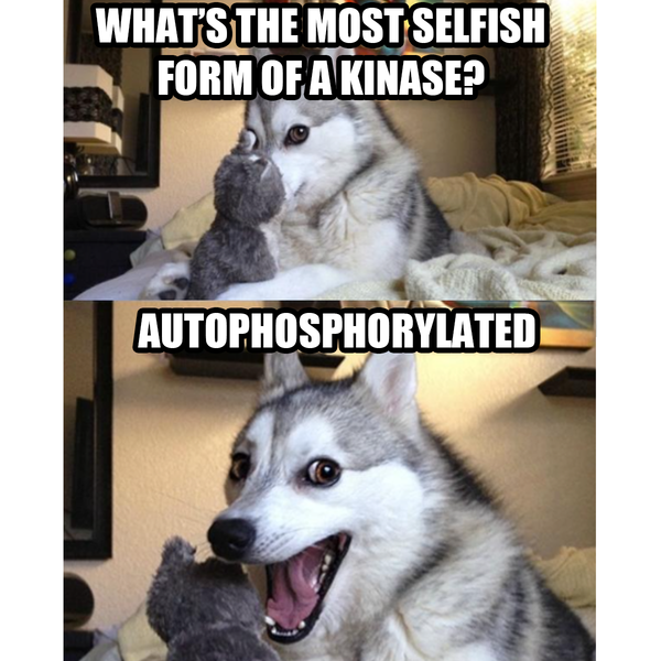 Proteoforms make proteomics infinitely more complicated than genomics