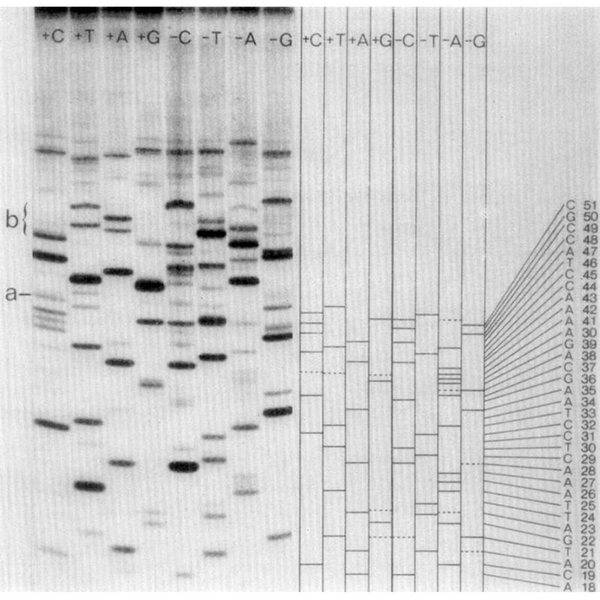 The 'plus and minus' method: Fred Sanger's first attempt at DNA sequencing