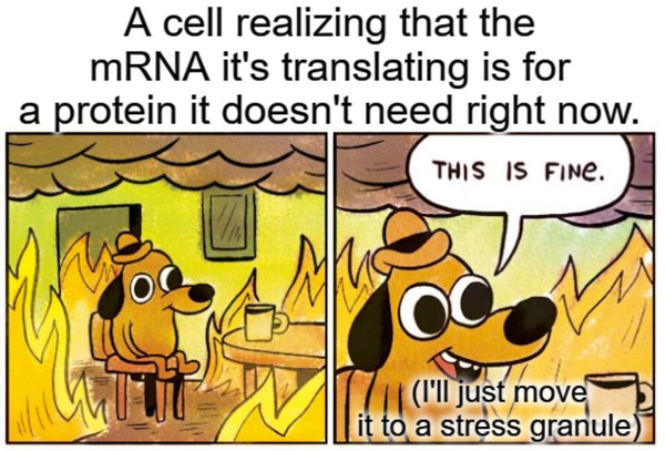 Translation complicates the proteome, big time!