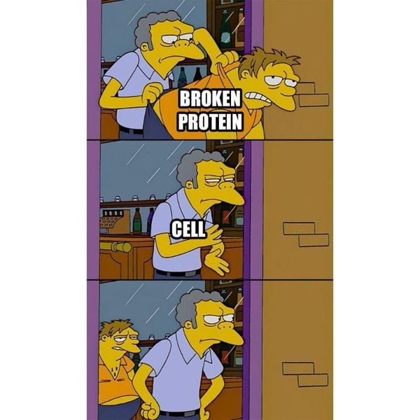 The basics of Proteasomes, Lysosomes, and the therapeutics that can target them!