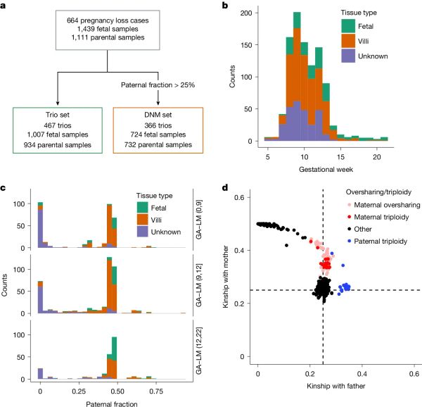 The genetics of pregnancy loss