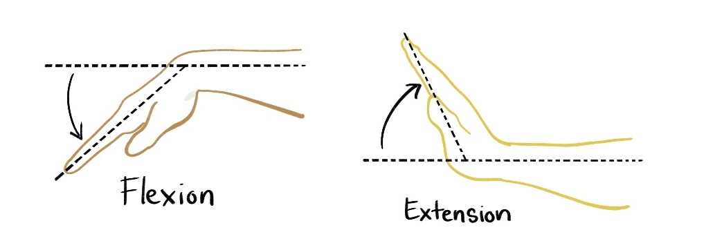 Image of a hand in flexion, bent downward from the wrist, and extension, bent upward from the wrist. 