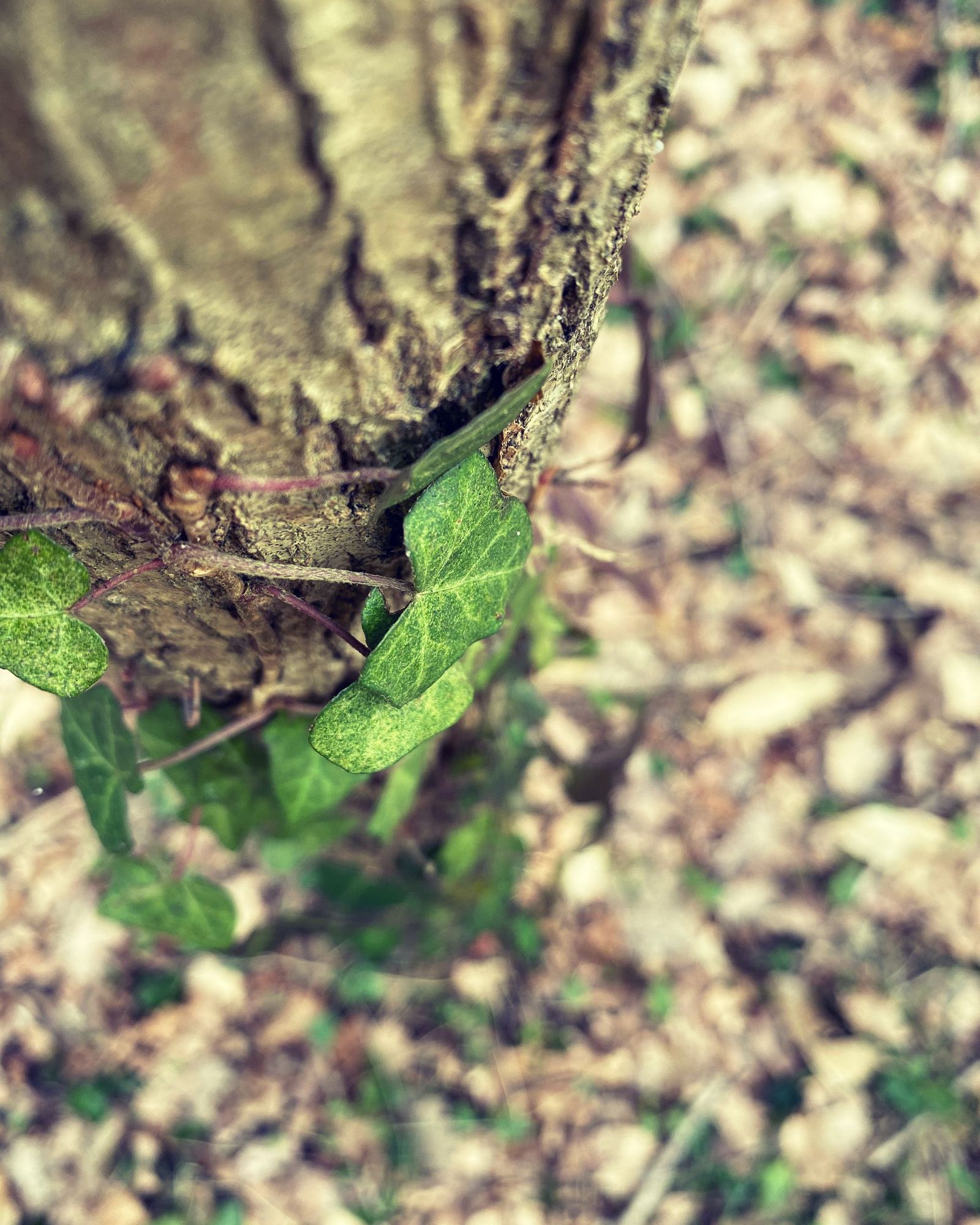 Notre désespérante nature