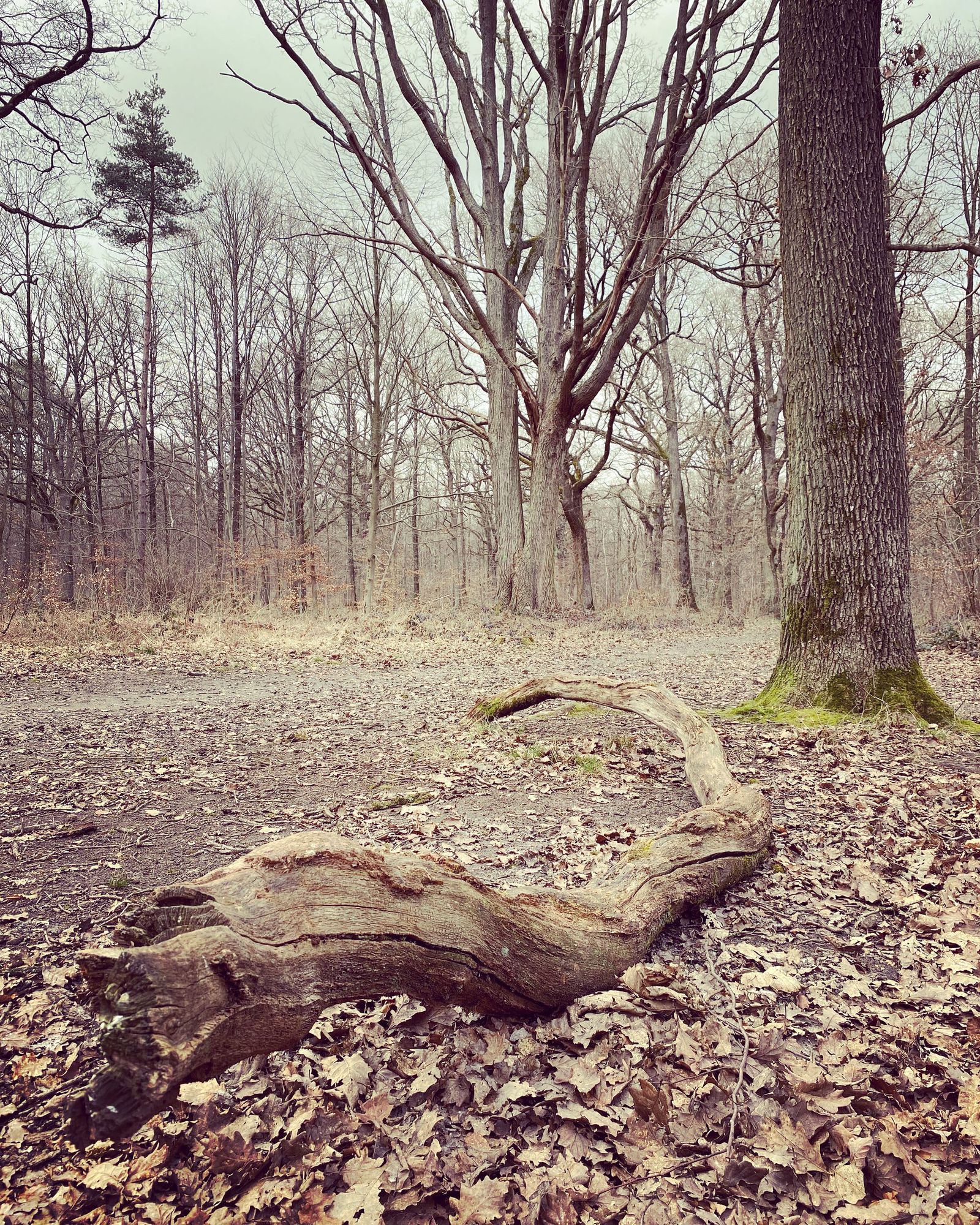 秋园/Le jardin d'automne