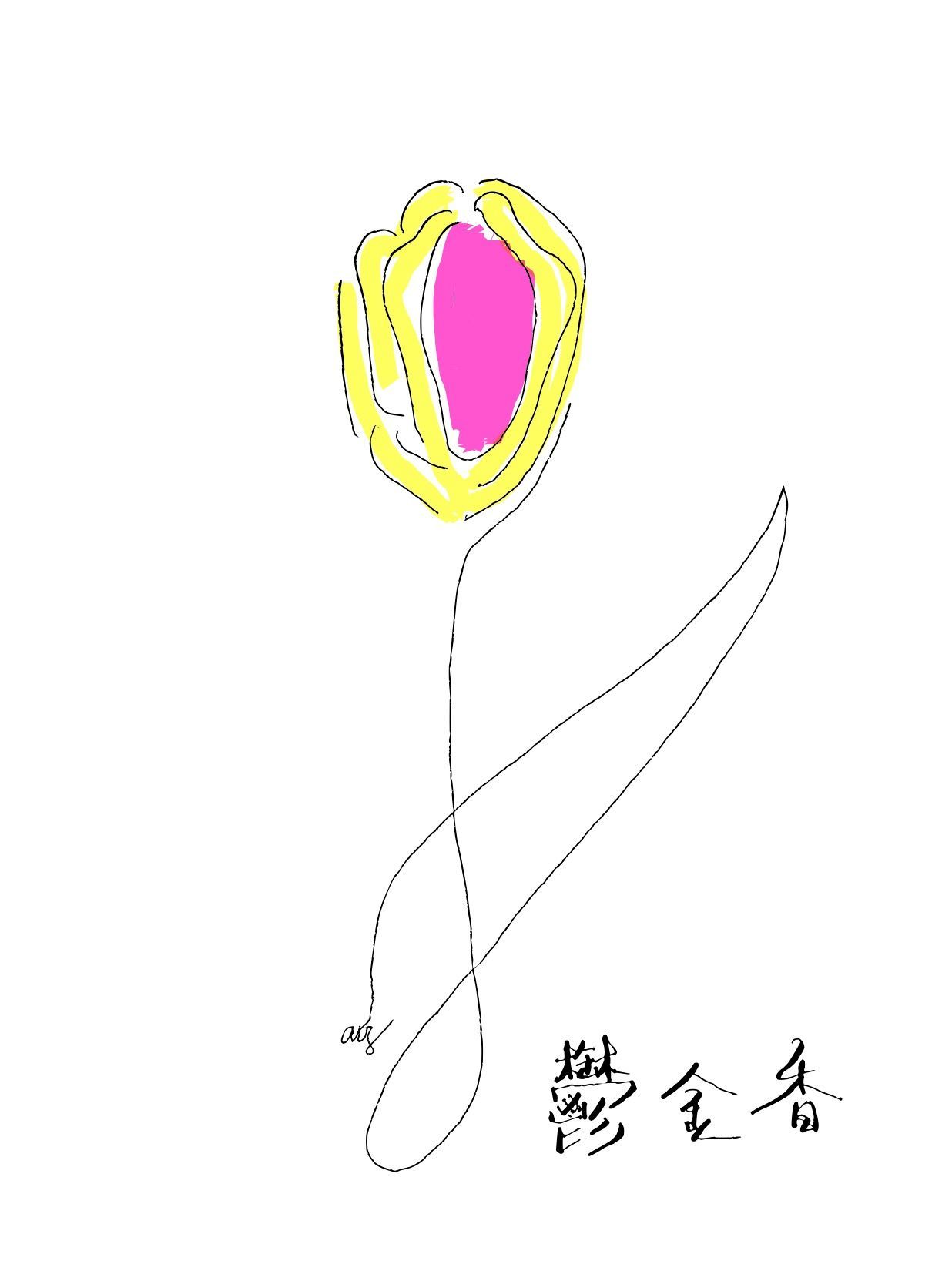 郁金香