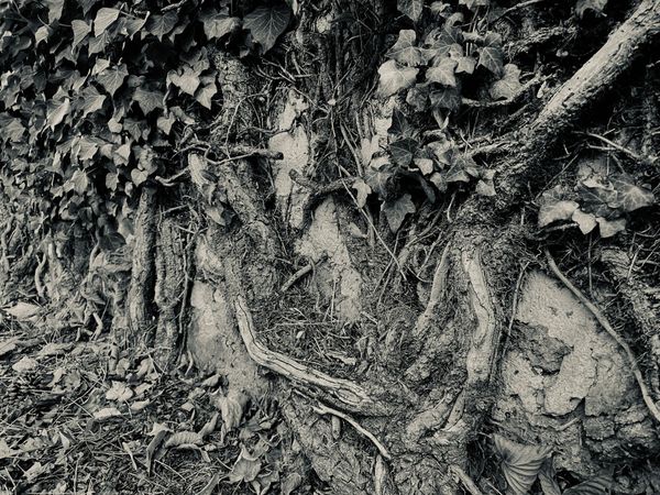 夏末秋初的童話/Un conte entre été et automne