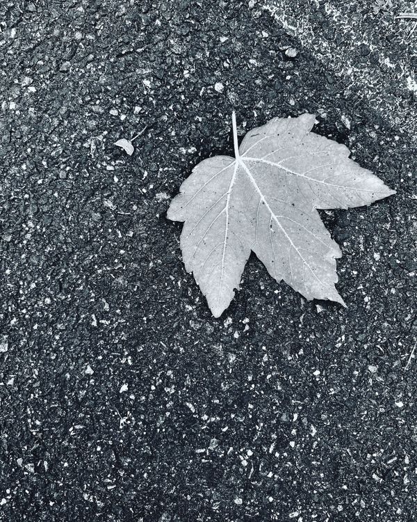 塵埃/La poussière