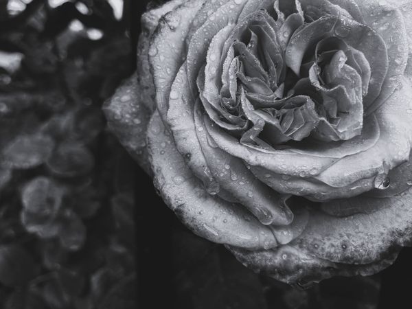 左手，刀，和右手 La main gauche, le couteau et la main droite