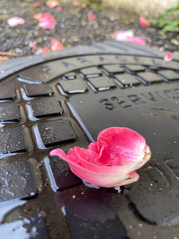 书生 / Simplicité