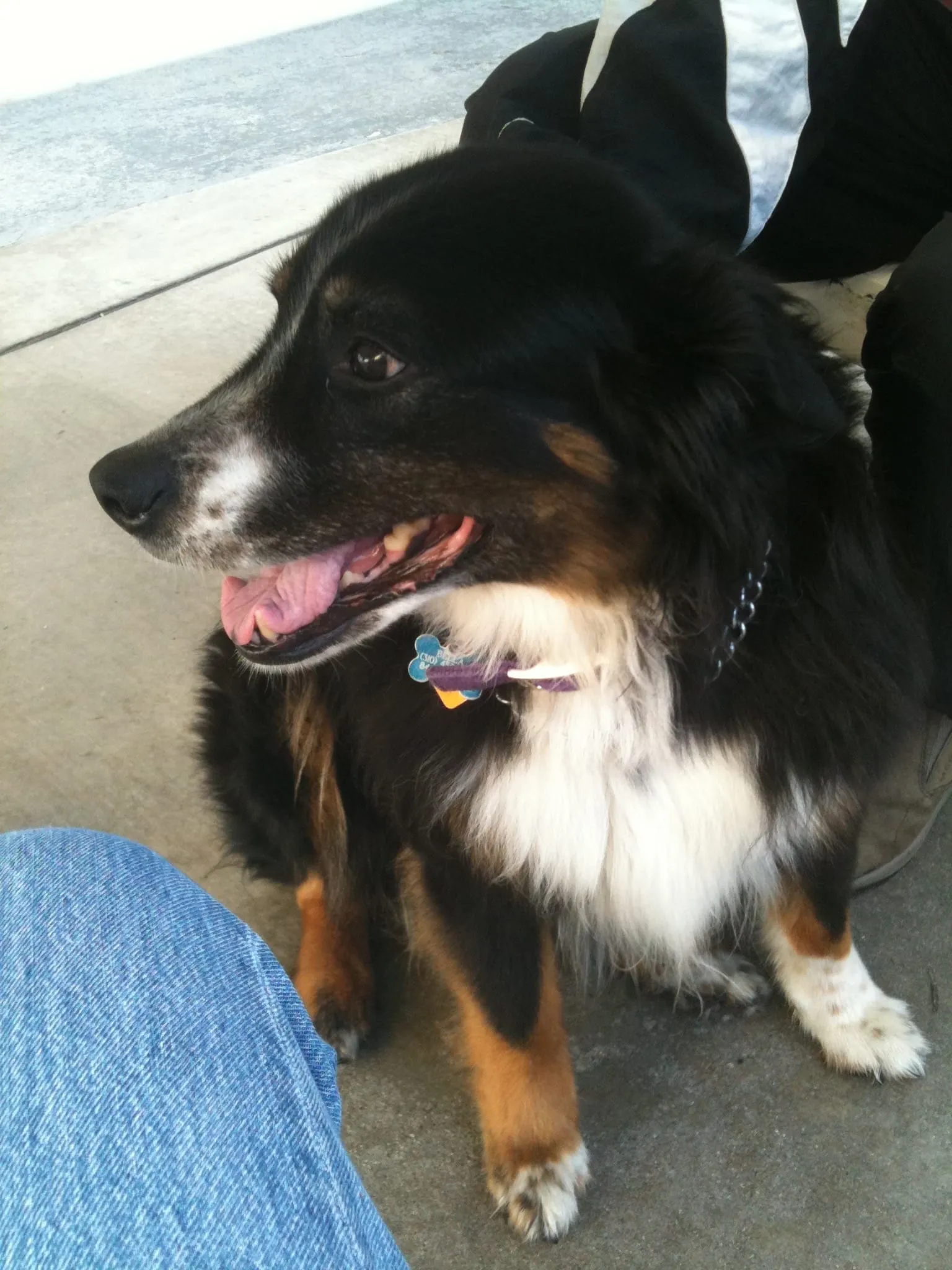 Am I too old to get a dog?