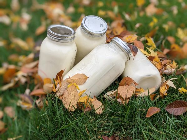 2 gallons of raw milk with leaves in the grass