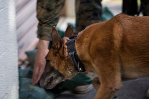 Face of Defense: Marine Adopts, Reunites With Military Working Dog