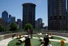 Dogs play on the roof deck of Amazon's downtown Seattle headquarters