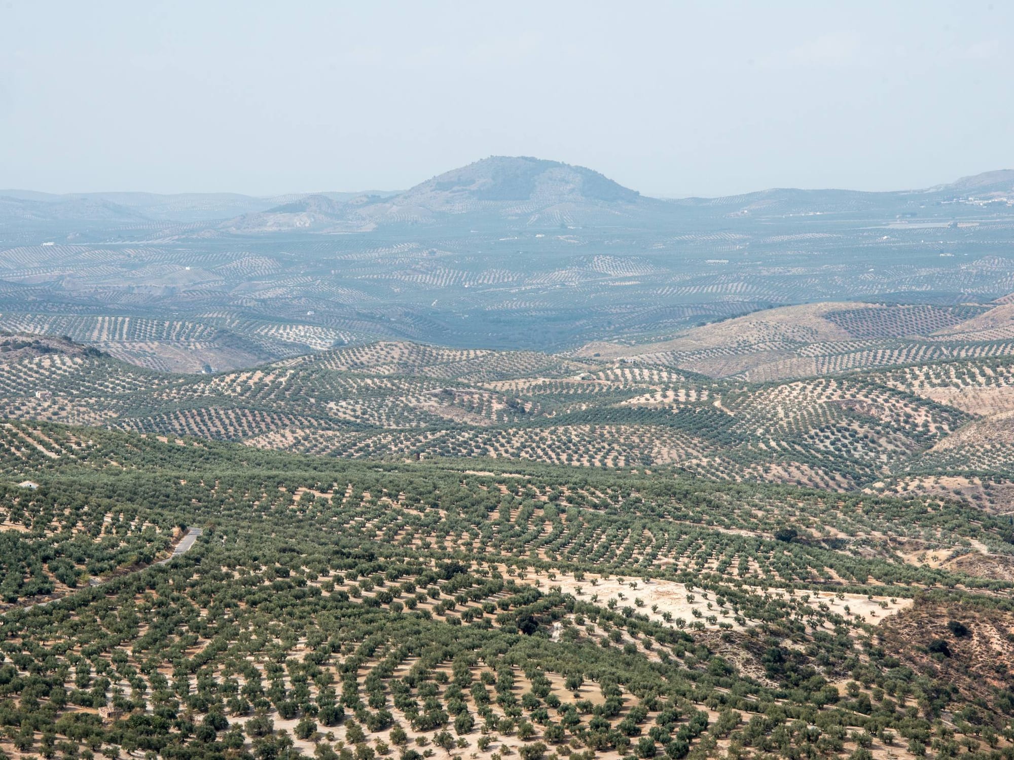 Andalusia - Olive plantations