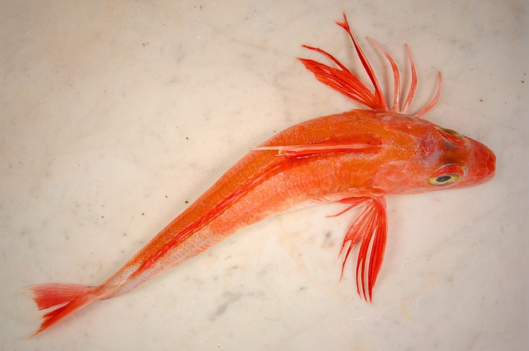 A red mullet fish swimming inside an artificial pond