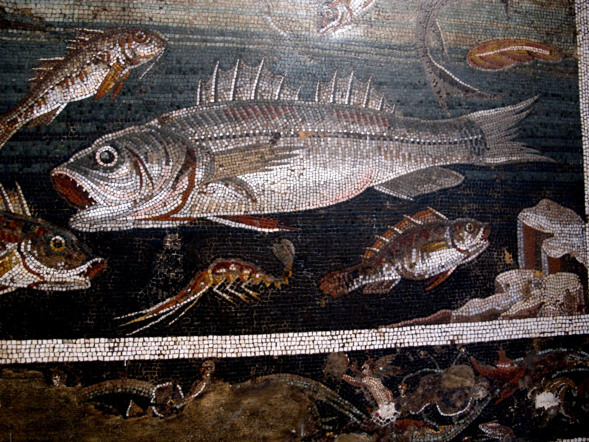 Marina with fishes, from the house of the faun in Pompeii.