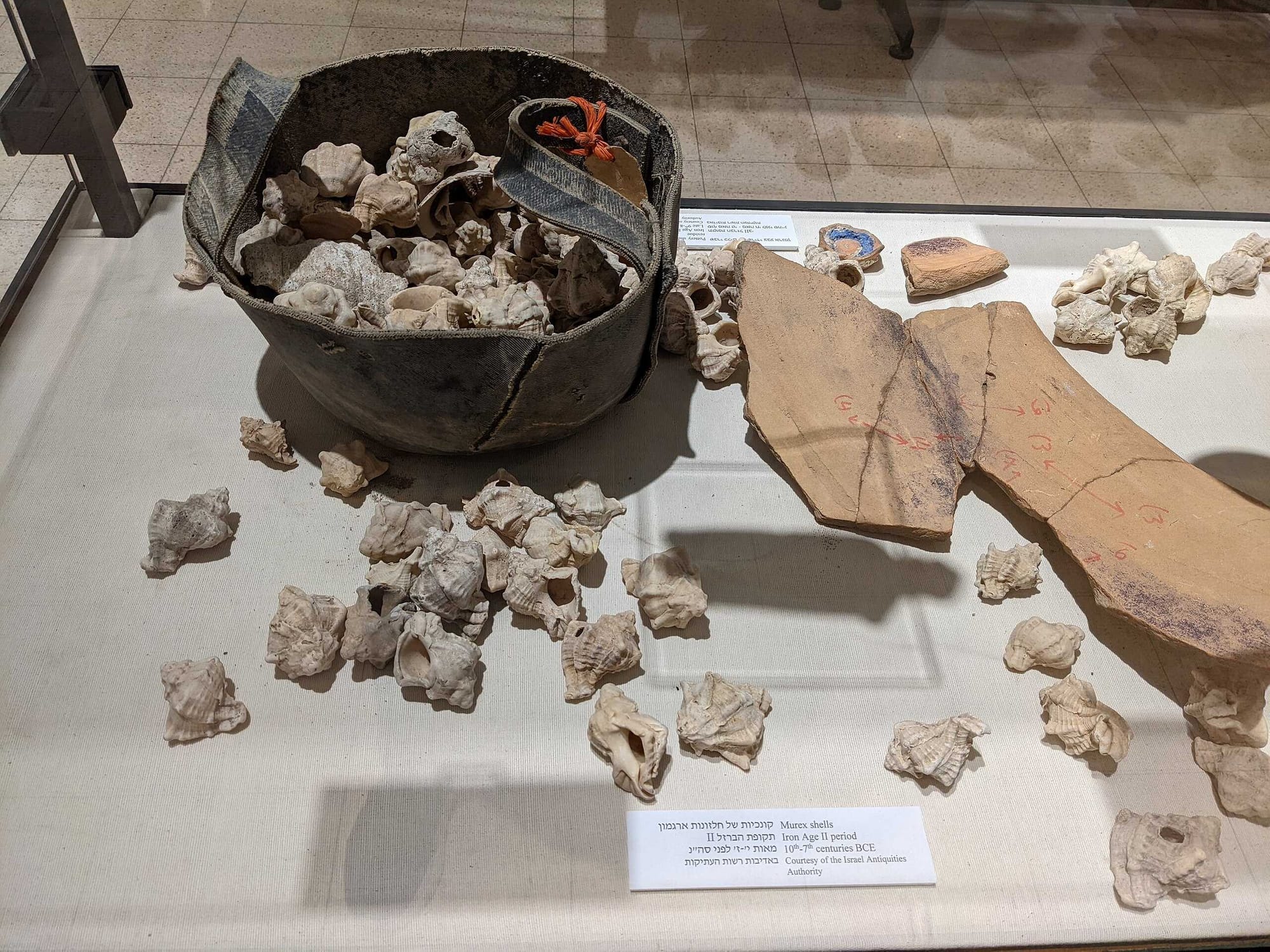Murex shells from the Iron Age II period, with ancient remains of purple on the shards seen on the right