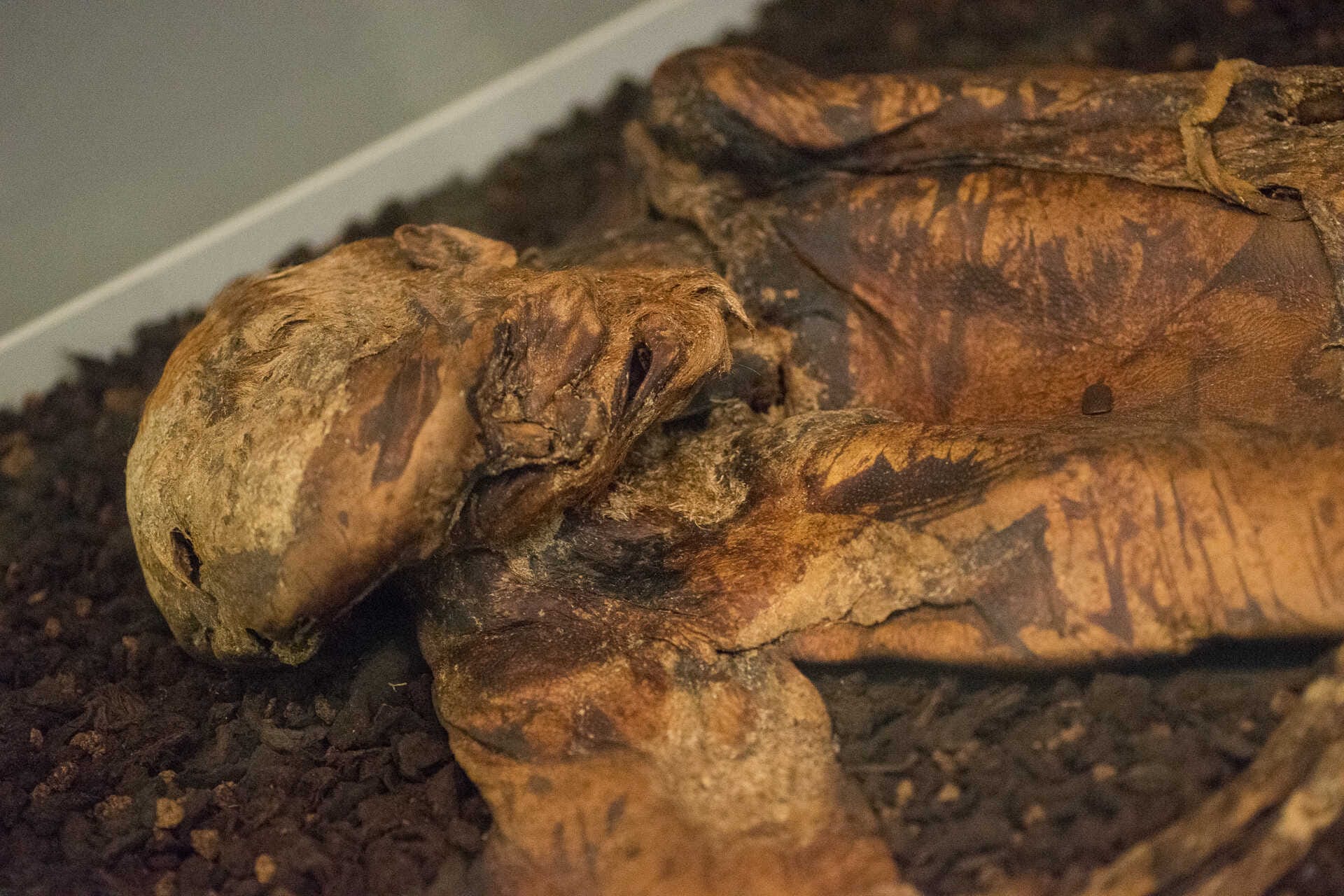 A closeup photo of the body of Lindow Man, found in a bog in Roman Britain, exhibited in the British Museum