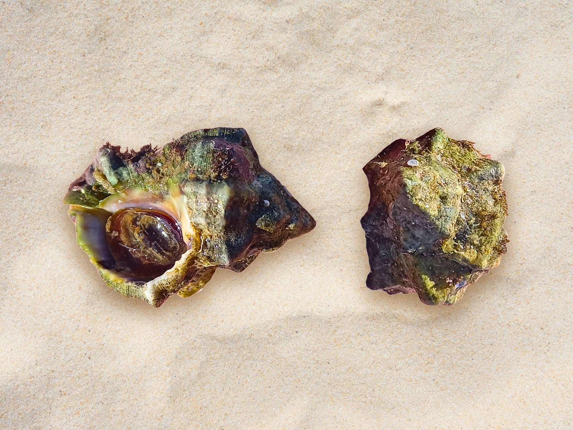 Hexaplex trunculus shell collected near Tel Shiqmona, 400 such shells were identified by two free-style divers within 90 mins at a depth of one to two meters on October 20, 2020