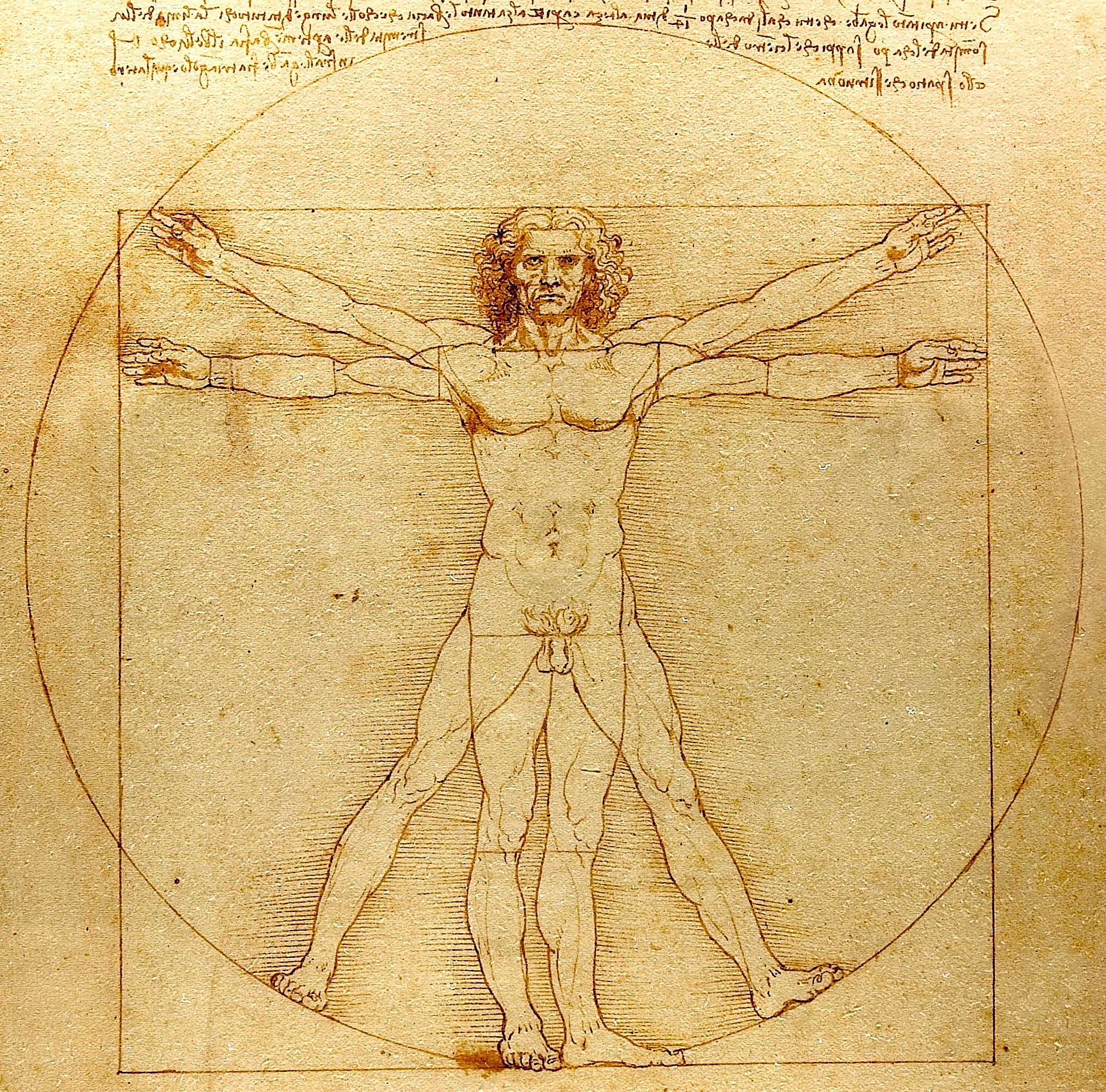 Leonardo da Vinci's famous Vitruvian Man, was created as a study of the ideal proportions of the human body, based on the writings of the Roman architect Vitruvius