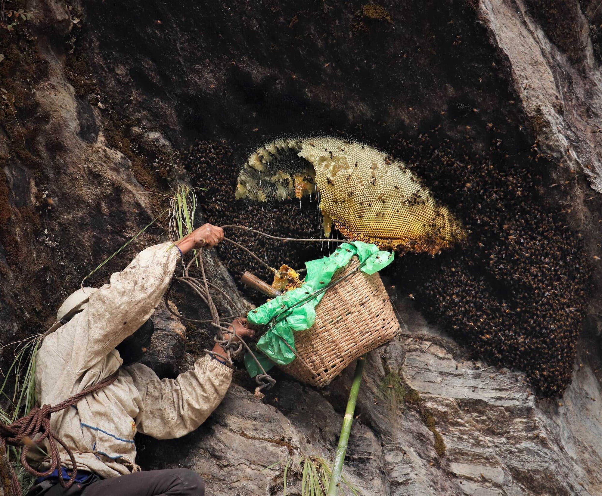 Modern Mad Honey harvest on bamboo basket