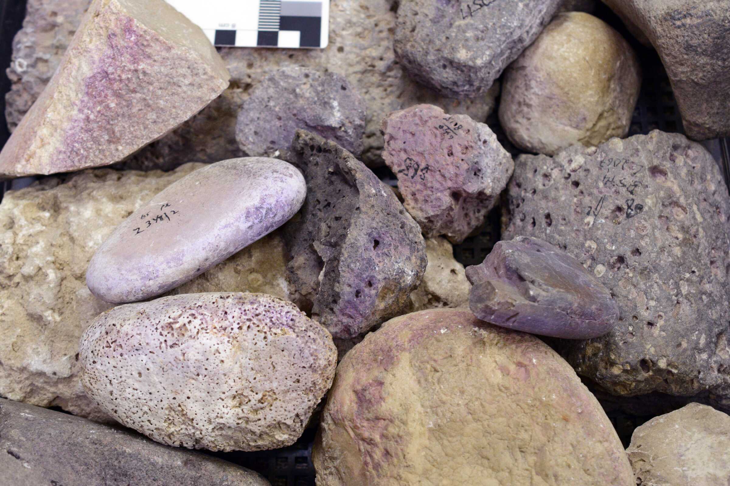 Stone tools with purple dye residue