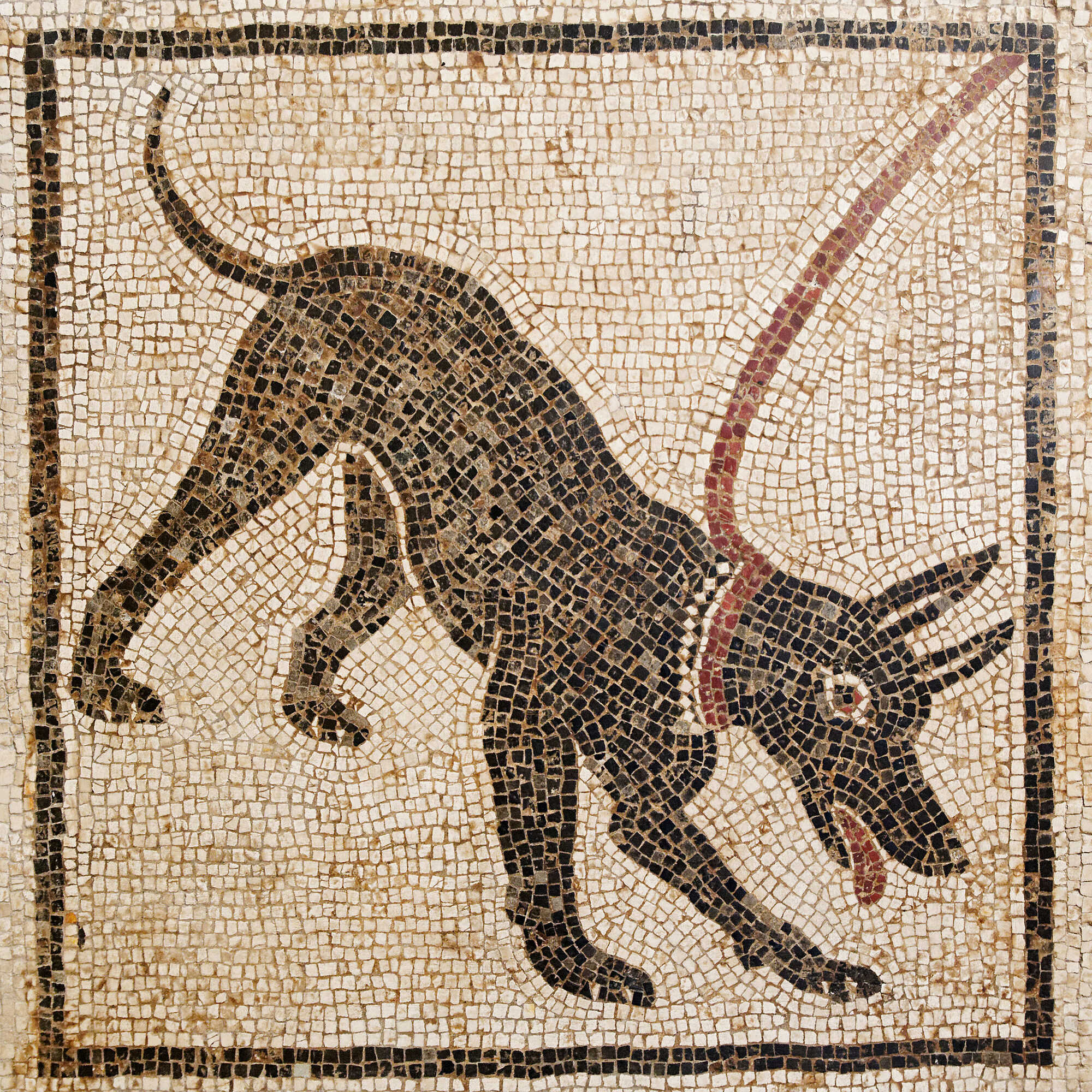 ‘Cave canem’ (beware of the dog) mosaic, from Pompeii, Casa di Orfeo
