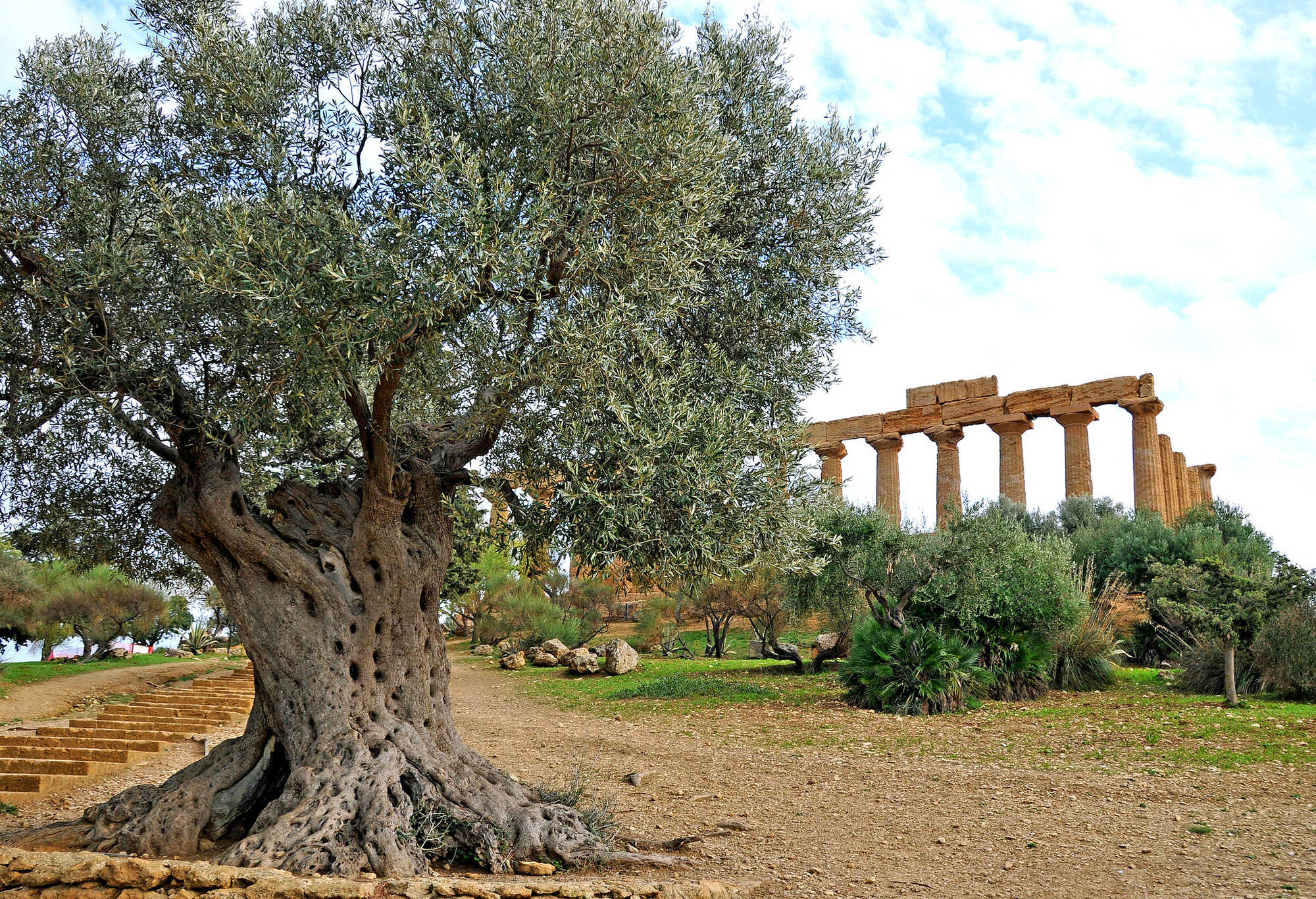 Olive tree at the Valley of the Temples in Sicily. The cultivation of olive trees is covered in Book V of the Res Rustica