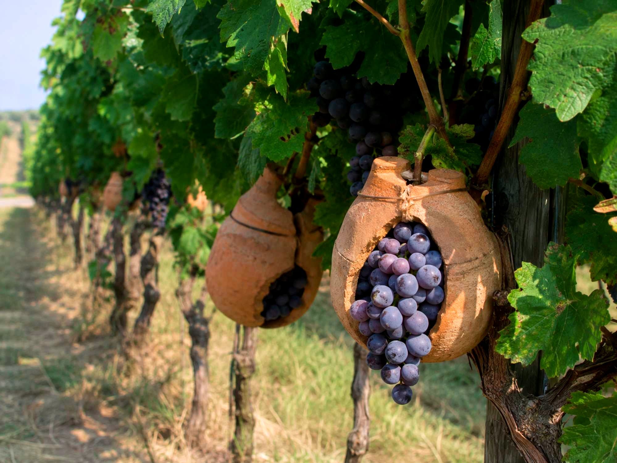 Possible representation of the grape preservation method of ancient Romans