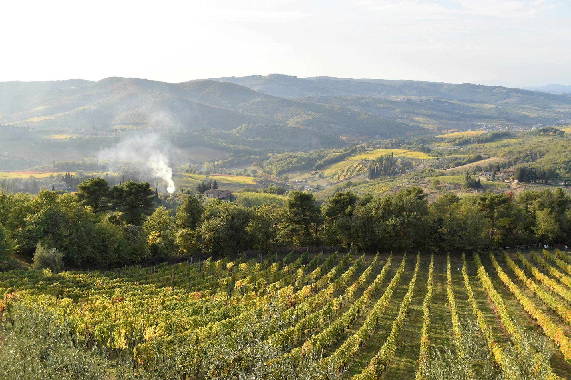 Autumn vineyard rows at Greve in Chianti, with wooded hills and farm buildings in the background.