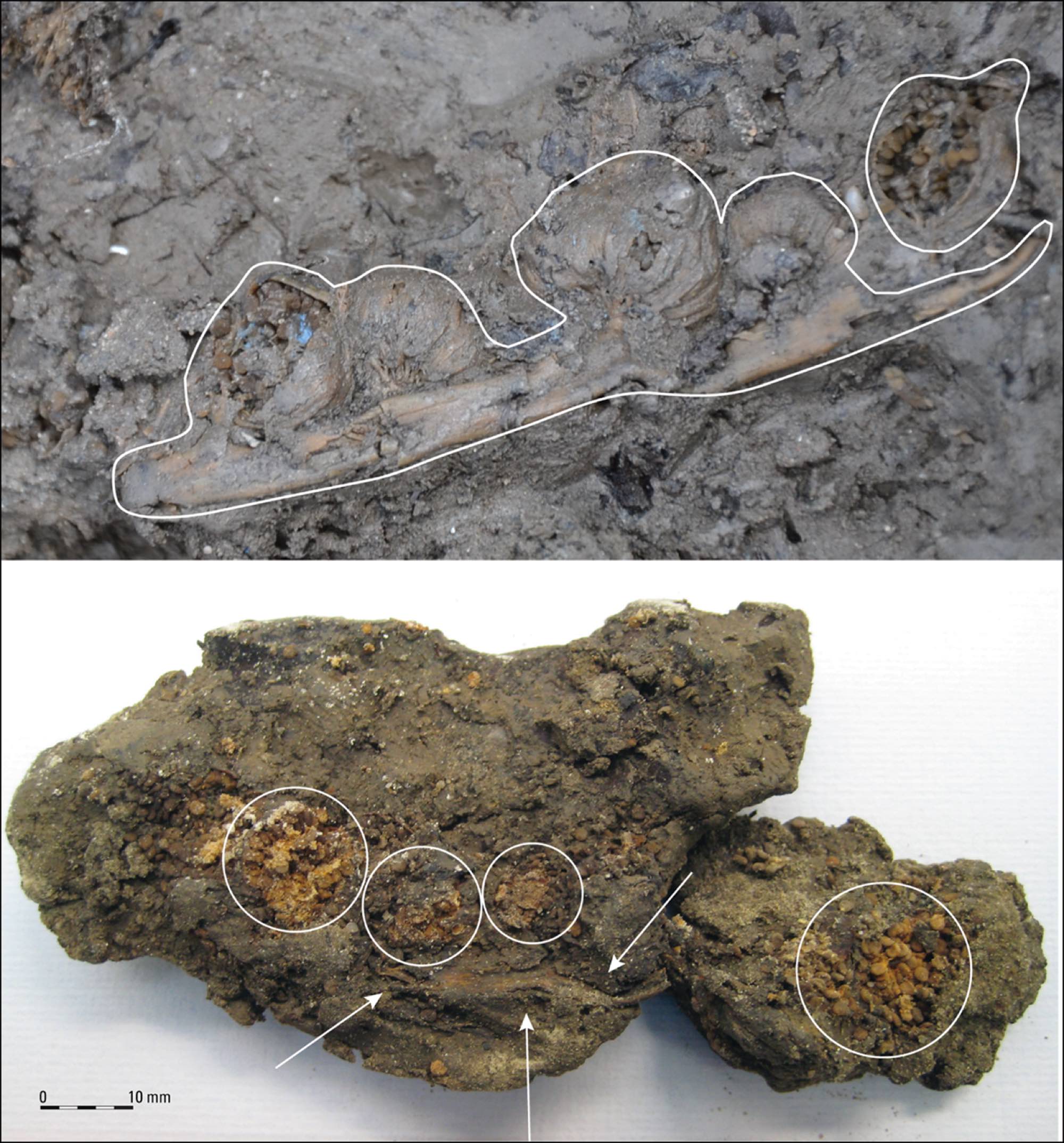 Two photographs of a black henbane flower head from Houten-Castellum: the find in the field above and in the lab below, with white outlines marking seed clusters and the stem.