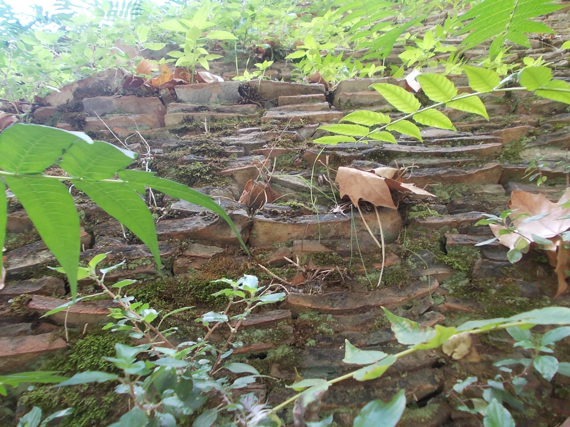 Layers of broken amphora pottery exposed beneath foliage on Monte Testaccio in Rome.