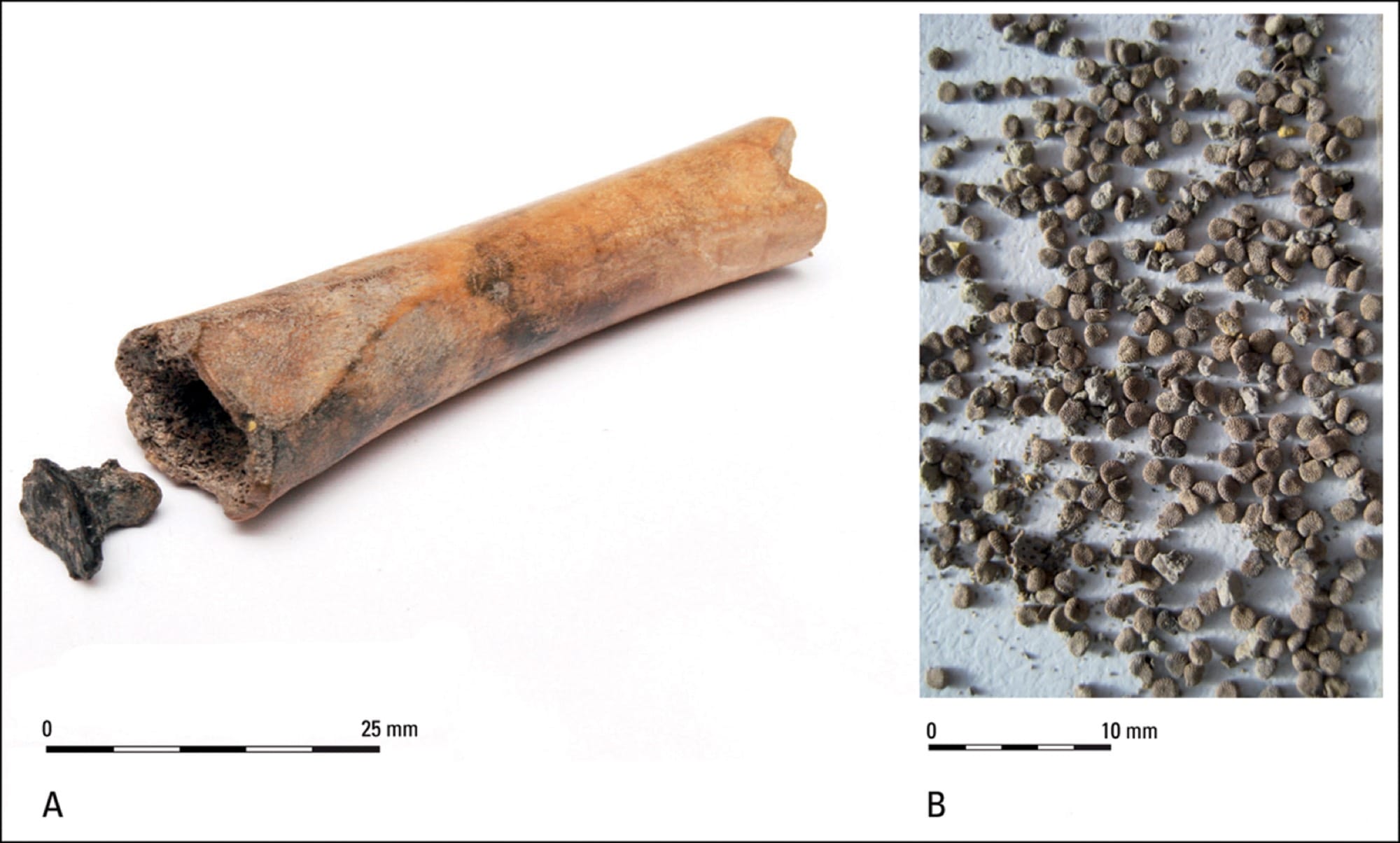 Composite figure showing the hollow worked sheep or goat bone with its tar plug beside black henbane seeds recovered at Houten-Castellum.
