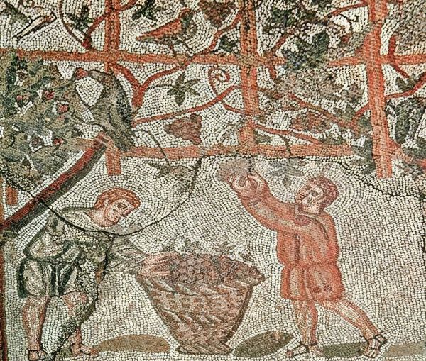 Grape picking Roman mosaic at the Archaeological Museum of Cherchell