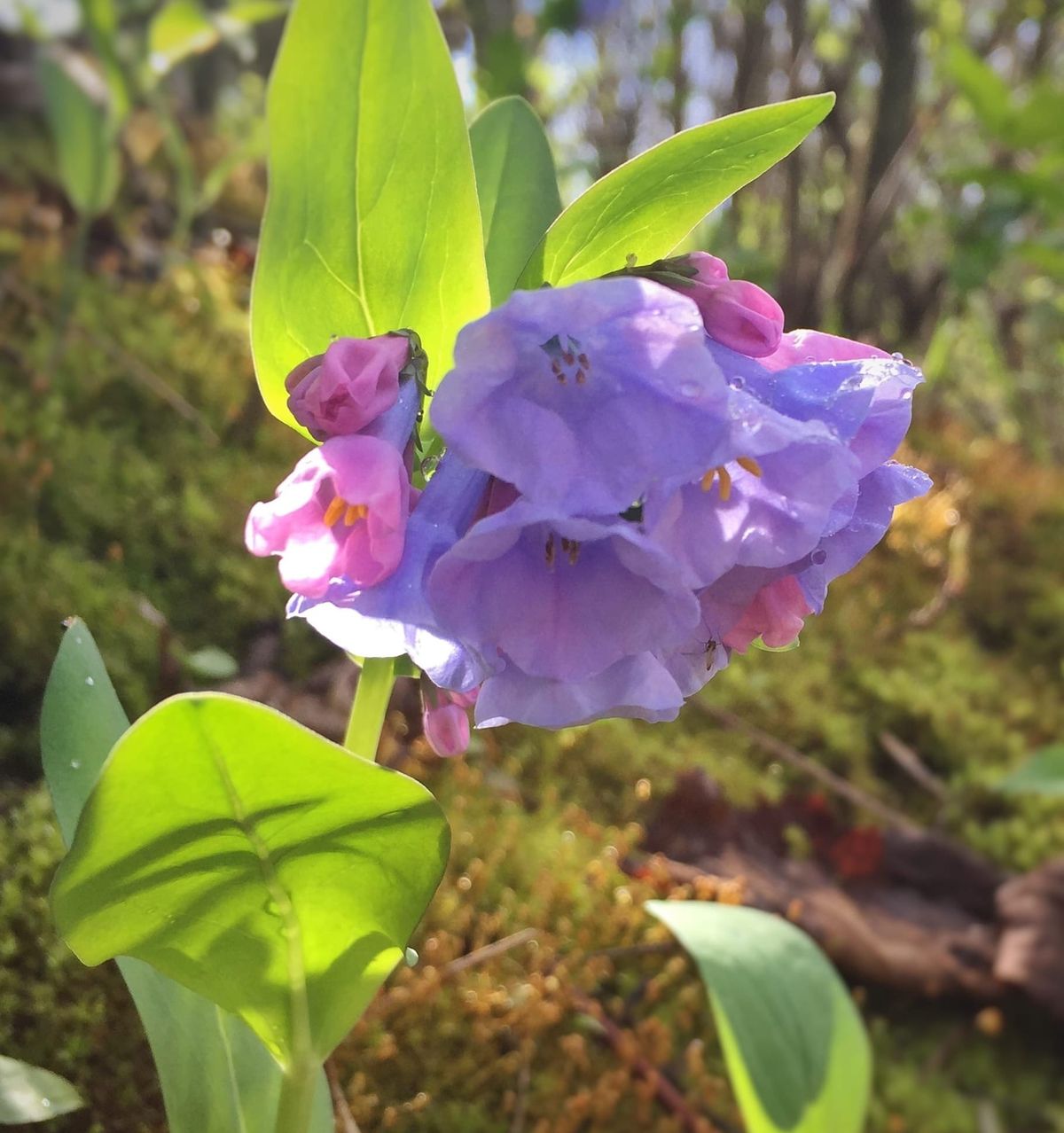 The Seed You Planted