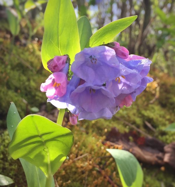 The Seed You Planted