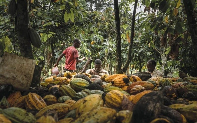 La loi anti-déforestation de Bruxelles étrangle les petits producteurs de café et de cacao
