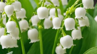 Ironie du sort : quand la CGT défend le 1er mai, invention de Vichy! par Elise Rochefort