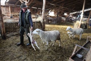Le retraité qui donne un coup de main à la ferme: redressement à la clé